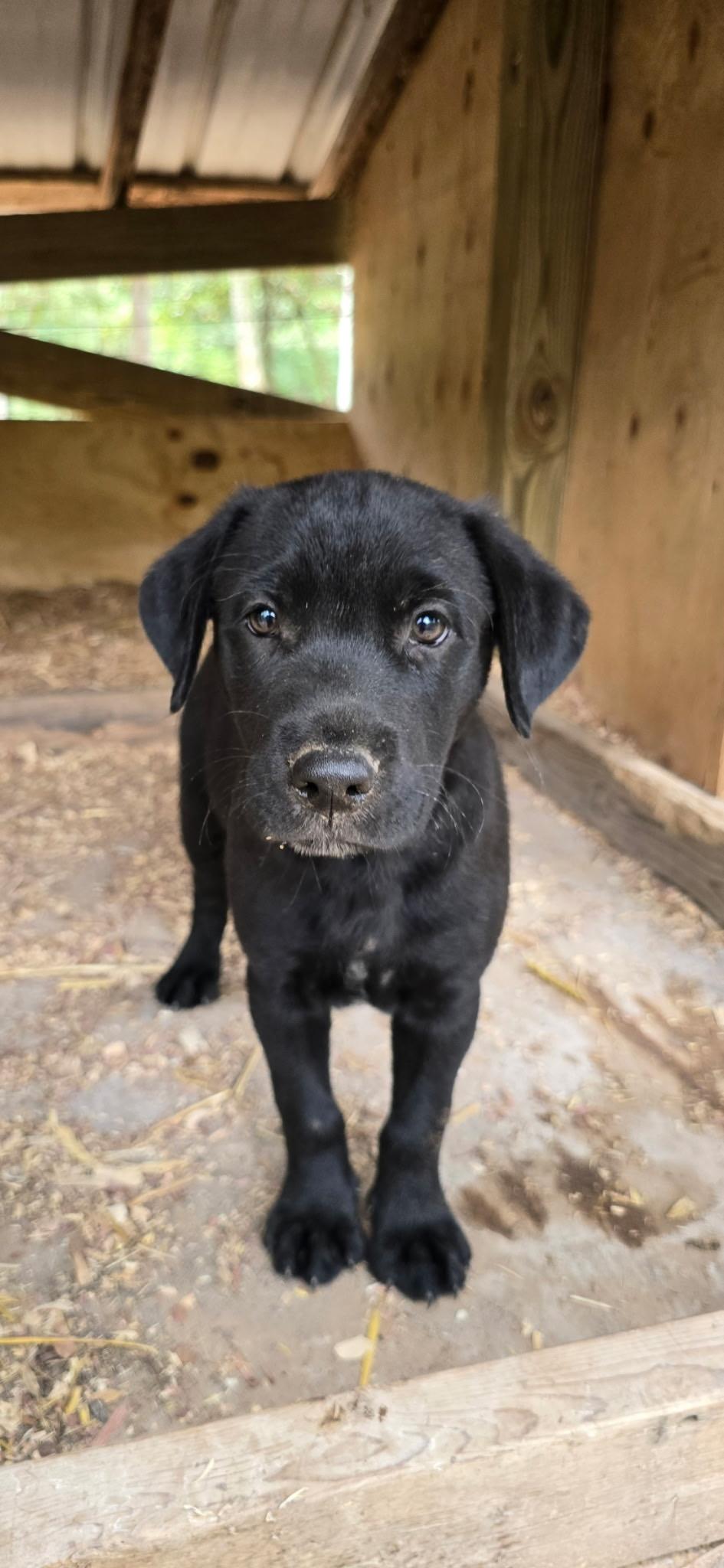 Opie, Adoptable, Puppy Male Labrador Retriever & Bulldog.