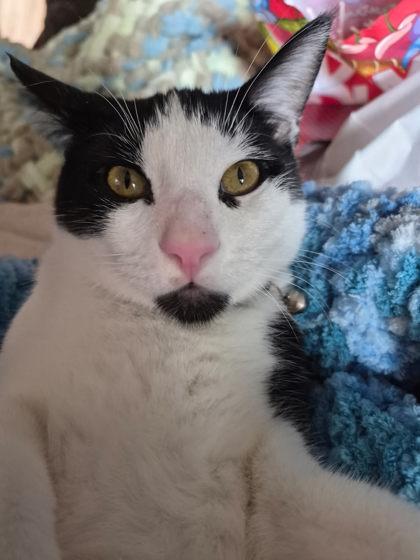 Pineapple, Adoptable, Kitten Male Domestic Short Hair & Domestic Short Hair.