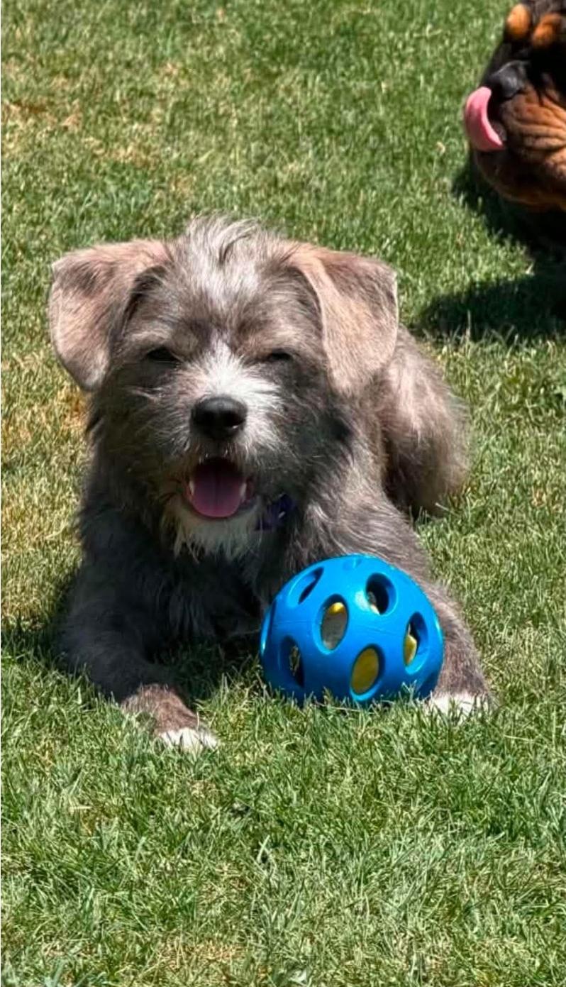 Chester, Adoptable, Young Male Terrier & Schnauzer.