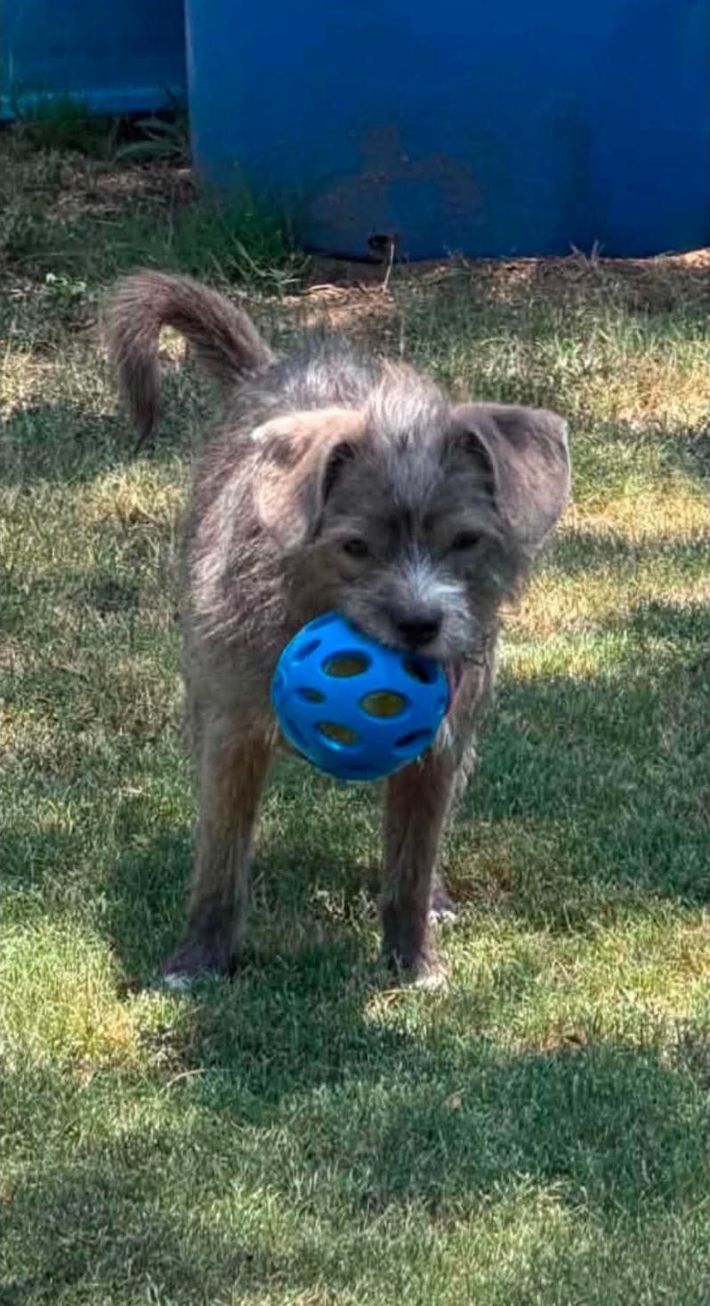 Enlarge Chester, a Adoptable mixed breed in Columbus , OH image 5/6