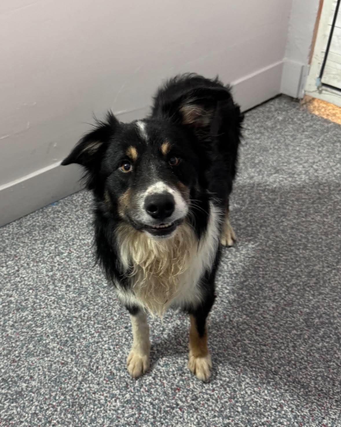 Brinx, Adopted, Young Male Australian Shepherd.