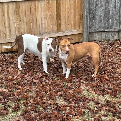Noodle and JJ, ADOPTABLE, Senior Female Pit Bull Terrier.