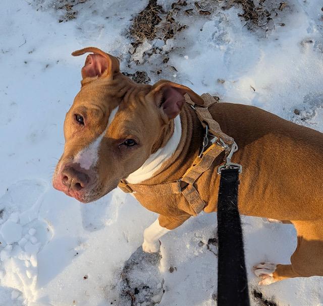 Noodle and JJ, a ADOPTABLE mixed breed in Lafayette Hill, PA image 4/4