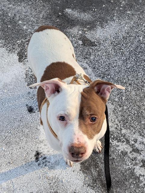 Noodle and JJ, a ADOPTABLE mixed breed in Lafayette Hill, PA image 2/4