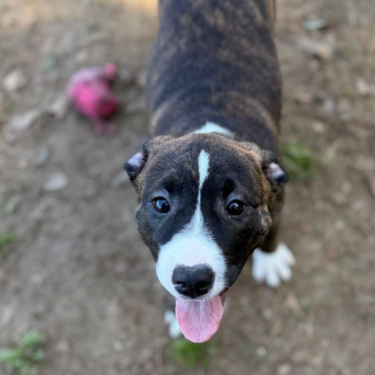 Enlarge Jolene, a ADOPTABLE mixed breed in Summerdale, AL image 1/1