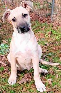 Enlarge Blaze, a ADOPTABLE mixed breed in Chelmsford, MA image 4/5