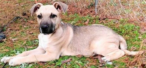 Enlarge Blaze, a ADOPTABLE mixed breed in Chelmsford, MA image 3/5