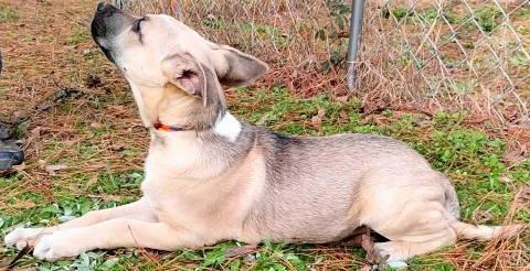 Enlarge Blaze, a ADOPTABLE mixed breed in Chelmsford, MA image 2/5