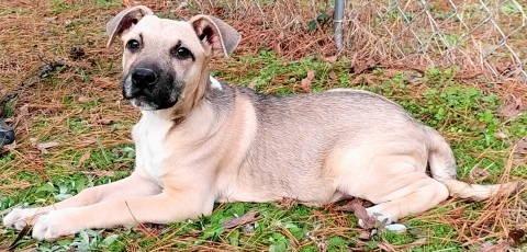 Enlarge Blaze, a ADOPTABLE mixed breed in Chelmsford, MA image 5/5