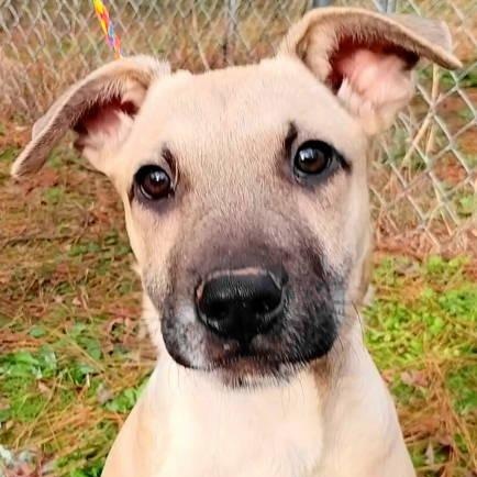 Blaze, ADOPTABLE, Puppy Male Shepherd.