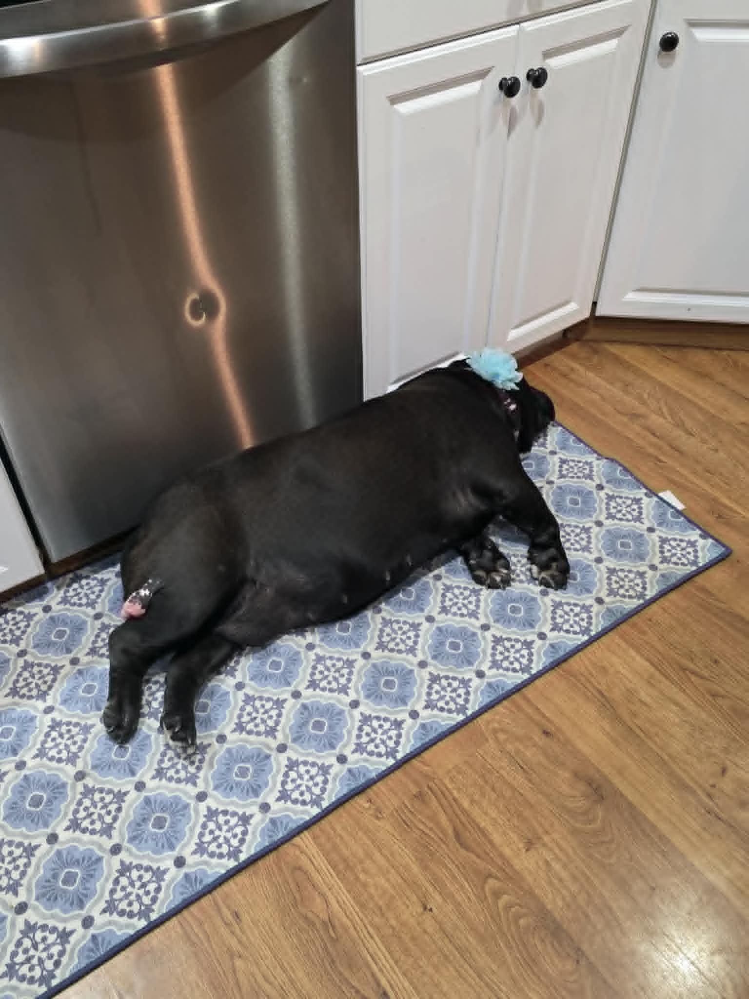 Nana, a ADOPTABLE mixed breed in Groton, CT image 5/5