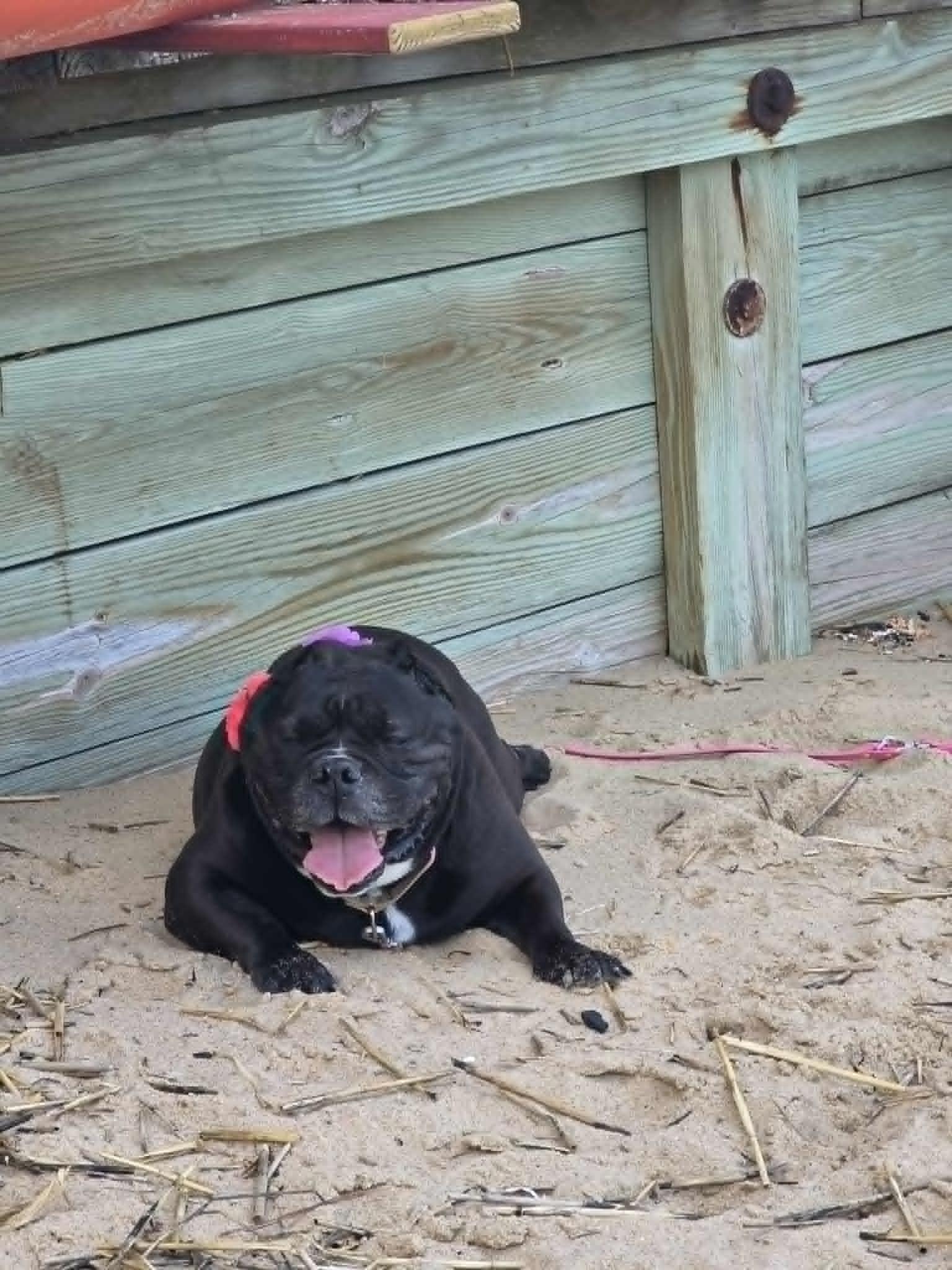Nana, a ADOPTABLE mixed breed in Groton, CT image 3/5