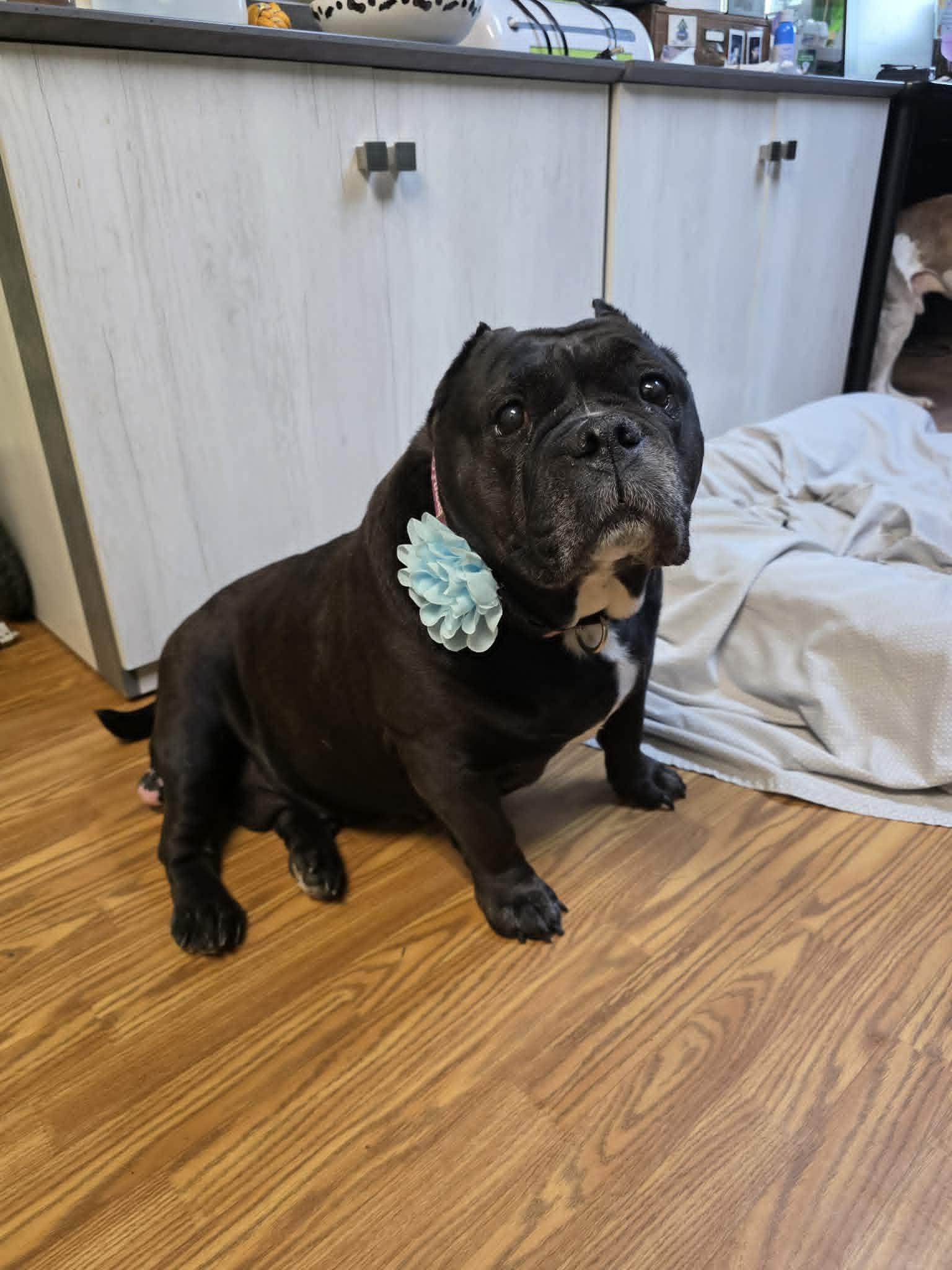 Nana, ADOPTABLE, Senior Female American Bully.