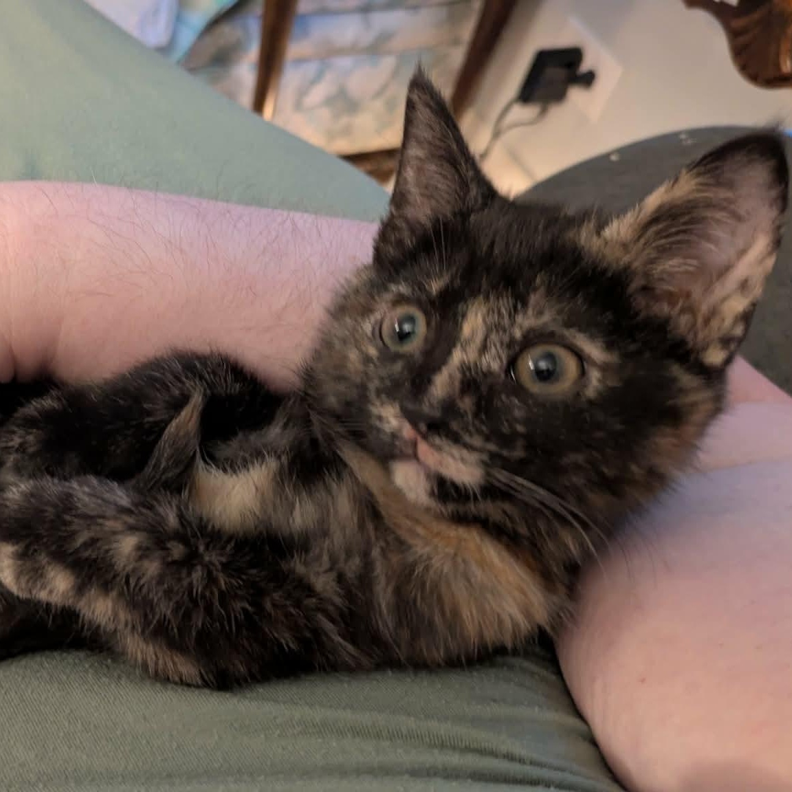 Calavera, an adopted Tortoiseshell in Fairborn, OH image 4/5