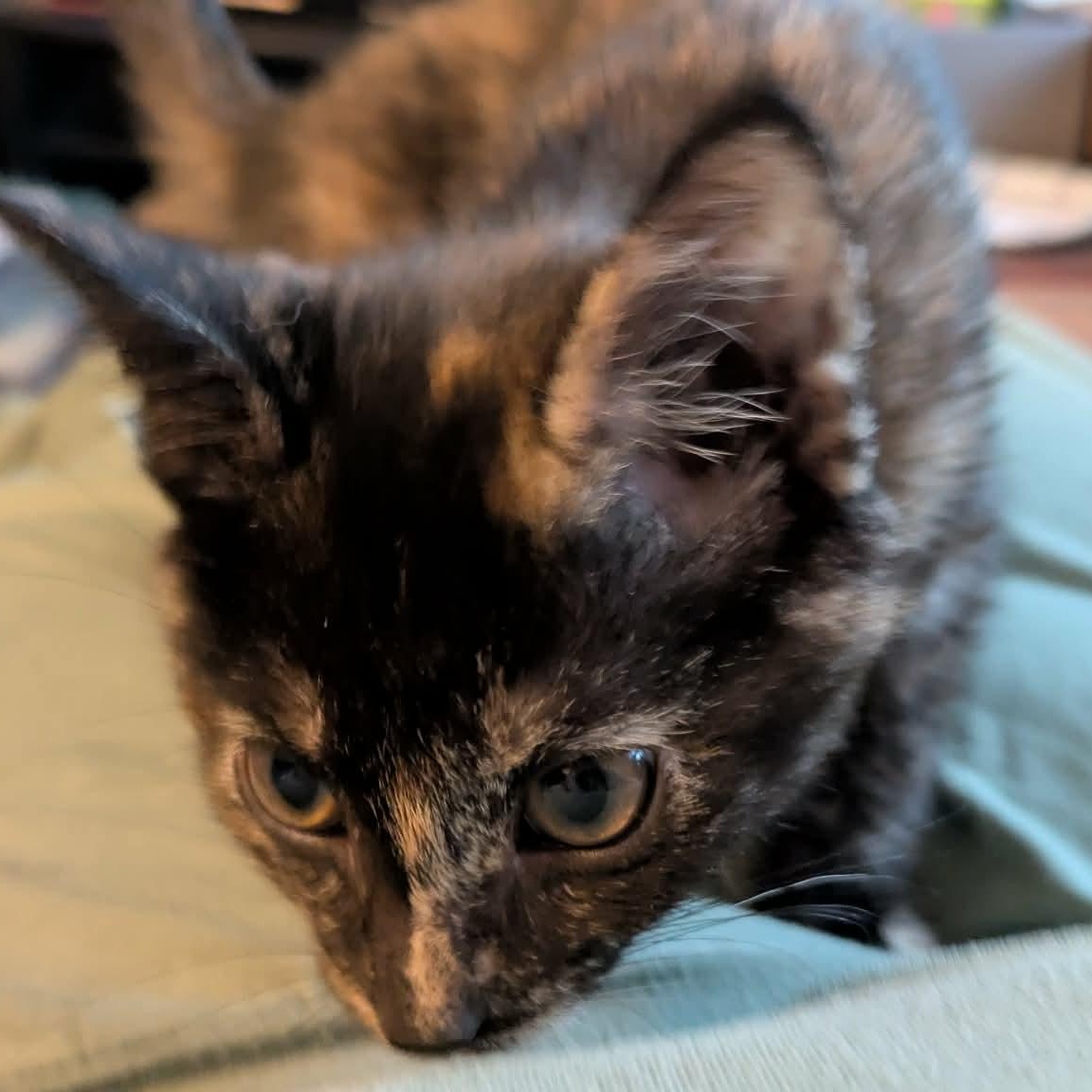 Calavera, an adopted Tortoiseshell in Fairborn, OH image 3/5
