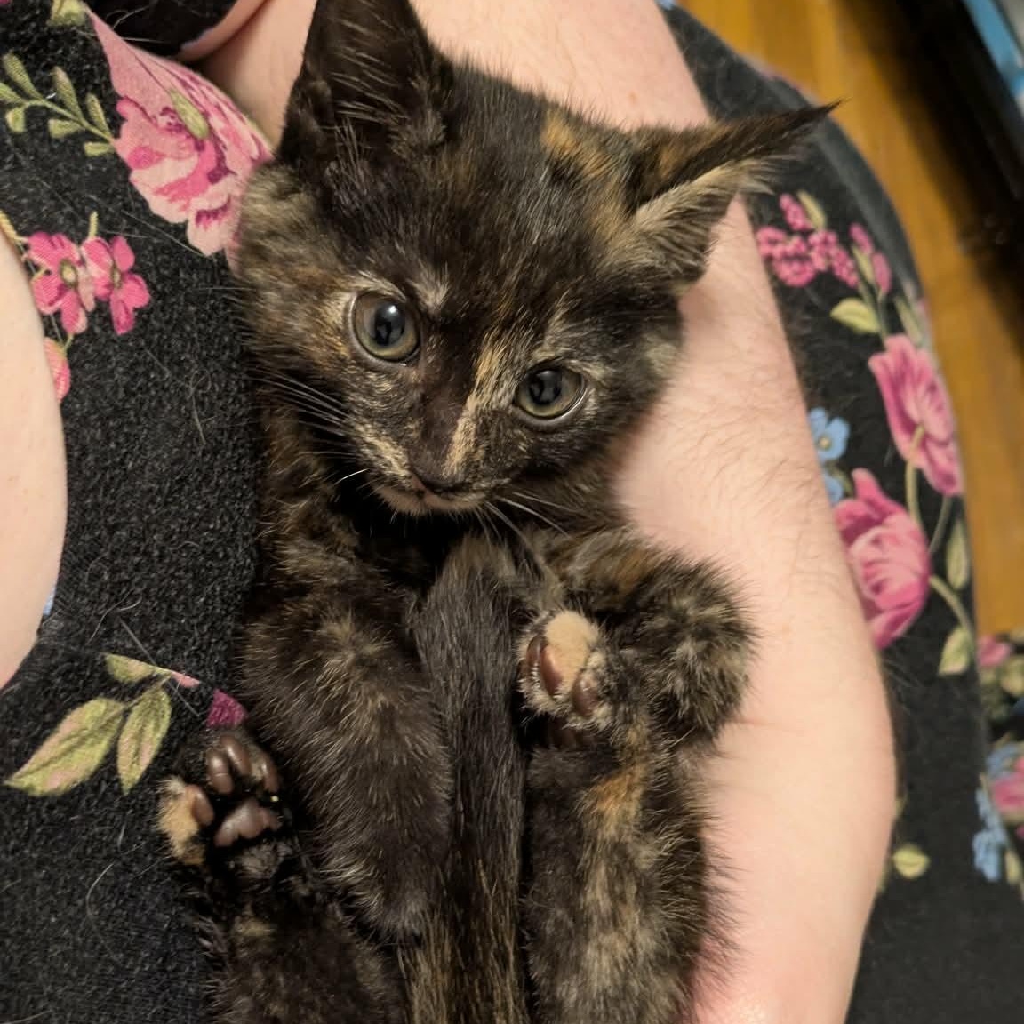 Calavera, adopted, Kitten Female Tortoiseshell.
