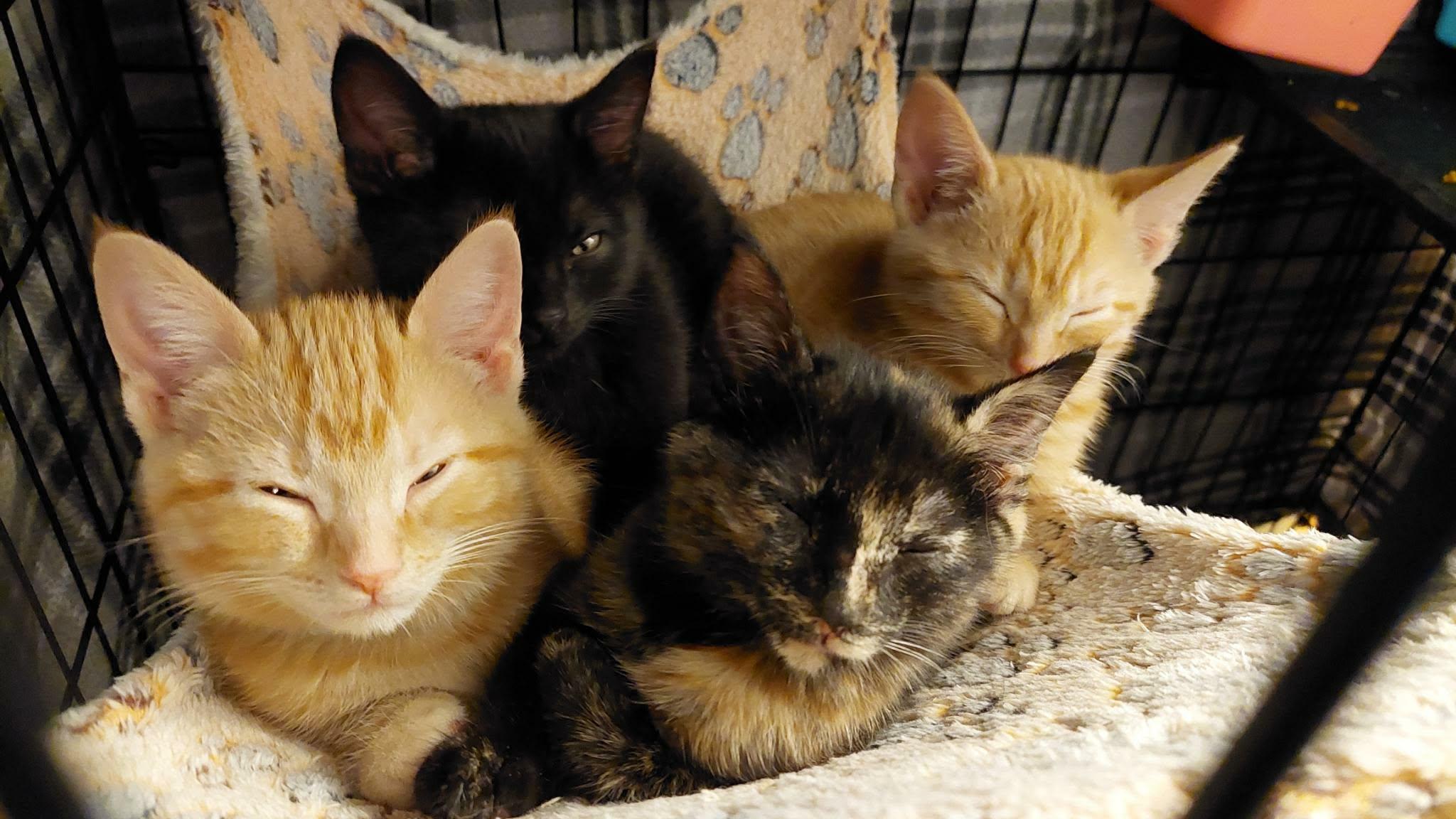 Calavera, an adopted Tortoiseshell in Fairborn, OH image 5/5
