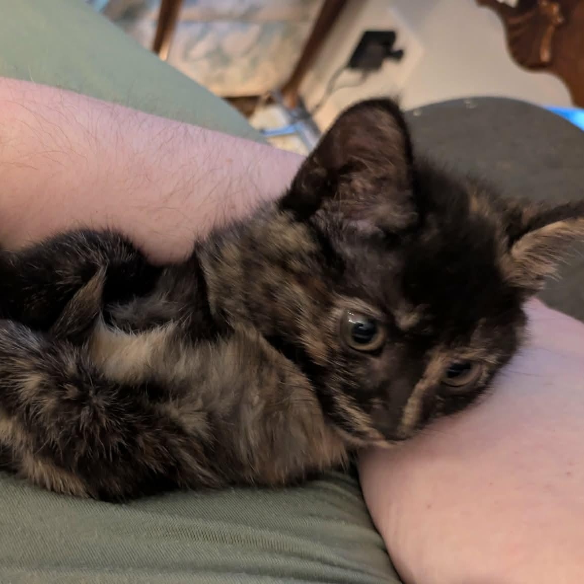 Calavera, an adopted Tortoiseshell in Fairborn, OH image 2/5
