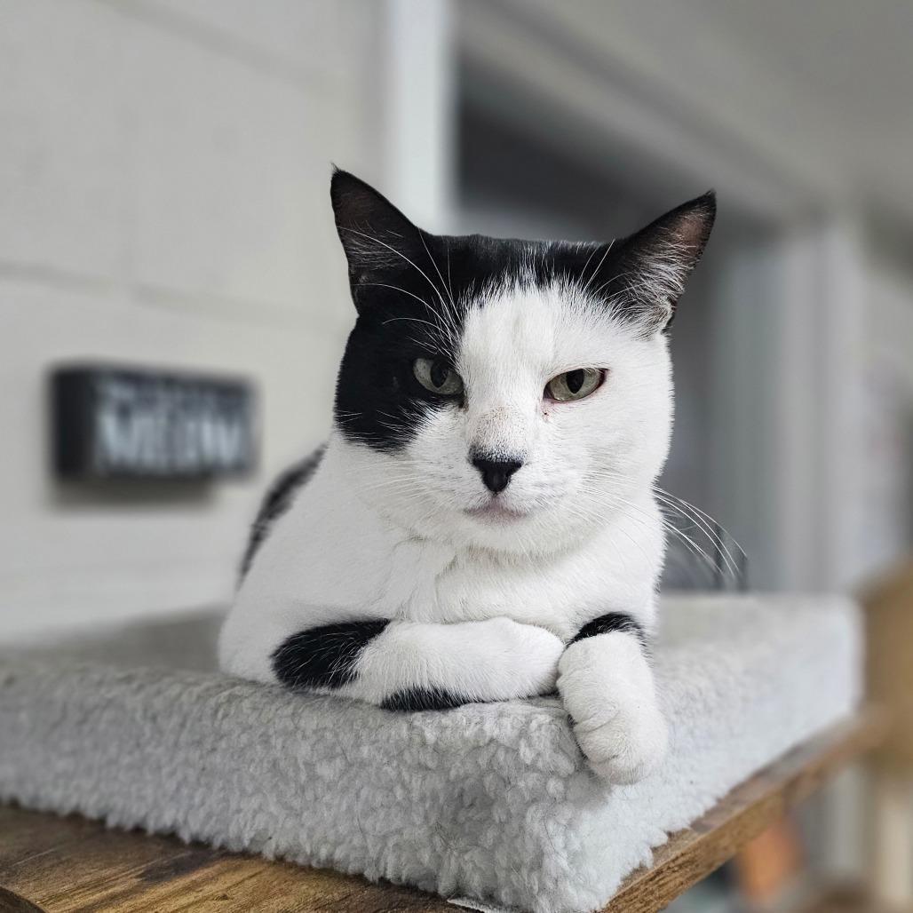 Enlarge Dani, a Adoptable Domestic Short Hair in Laredo, TX image 4/6
