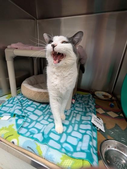 Enlarge Ned, an adopted Domestic Short Hair in Whitby, ON image 1/2