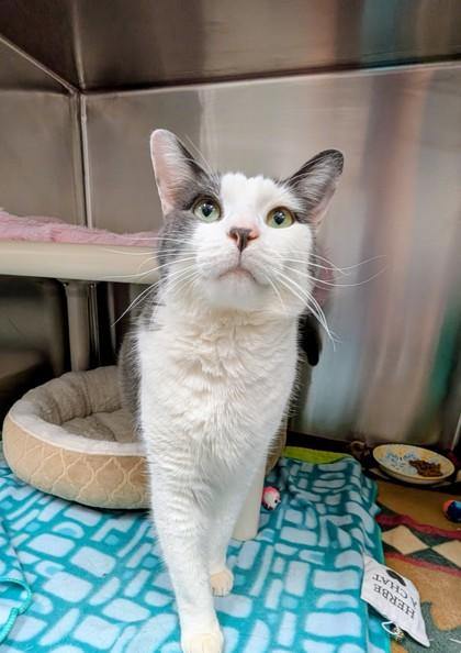 Enlarge Ned, an adopted Domestic Short Hair in Whitby, ON image 2/2