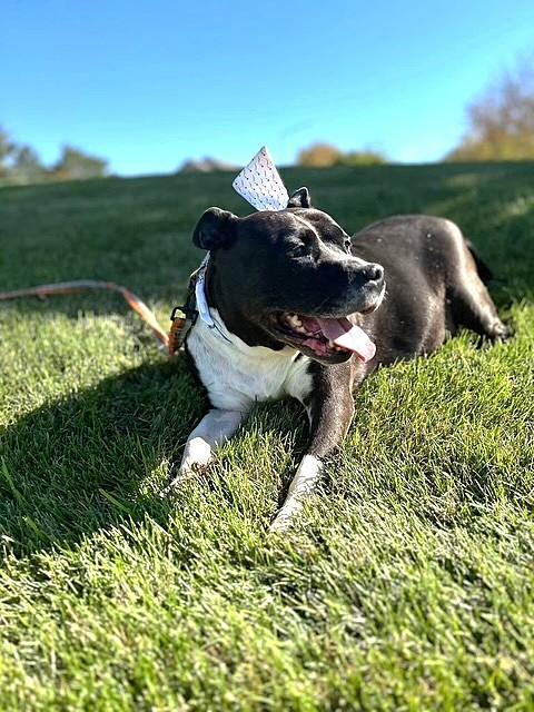 Enlarge Patty, a Adoptable mixed breed in Naperville, IL image 3/5
