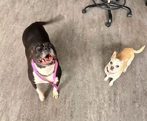 Enlarge Patty, a Adoptable mixed breed in Naperville, IL image 2/5