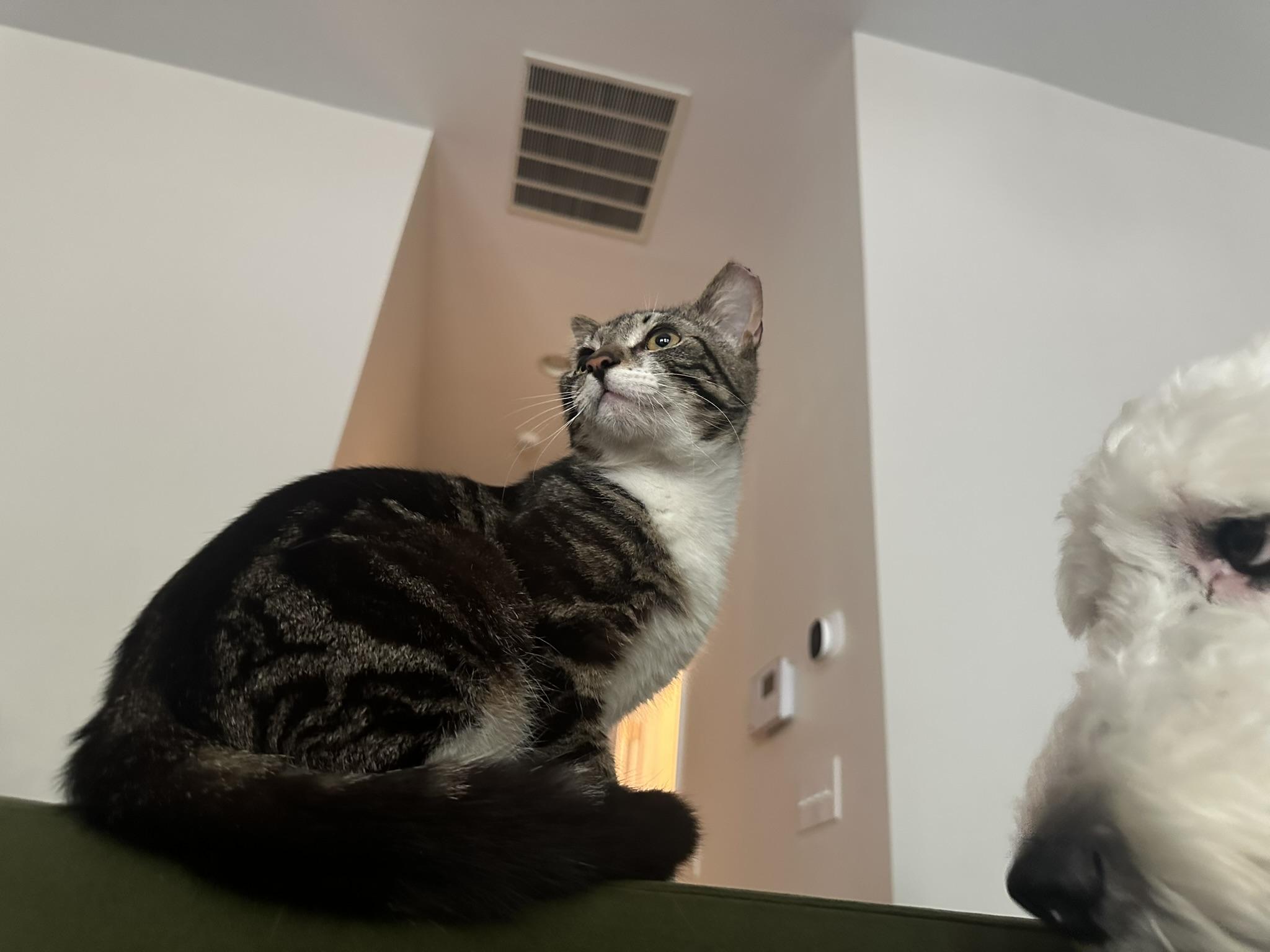 Enlarge Burger, a Adoptable Domestic Short Hair in Davidson, NC image 1/4