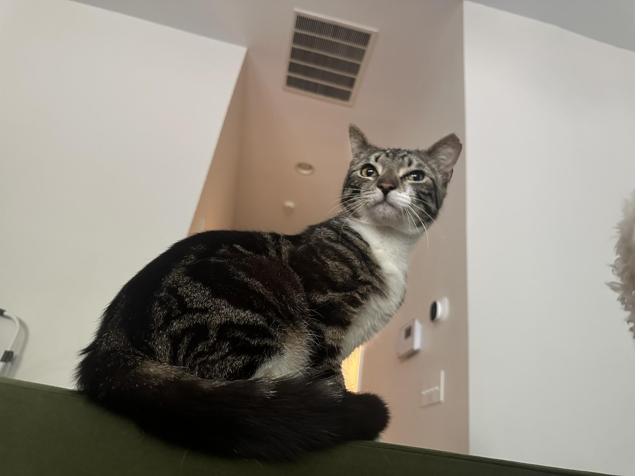 Enlarge Burger, a Adoptable Domestic Short Hair in Davidson, NC image 2/4