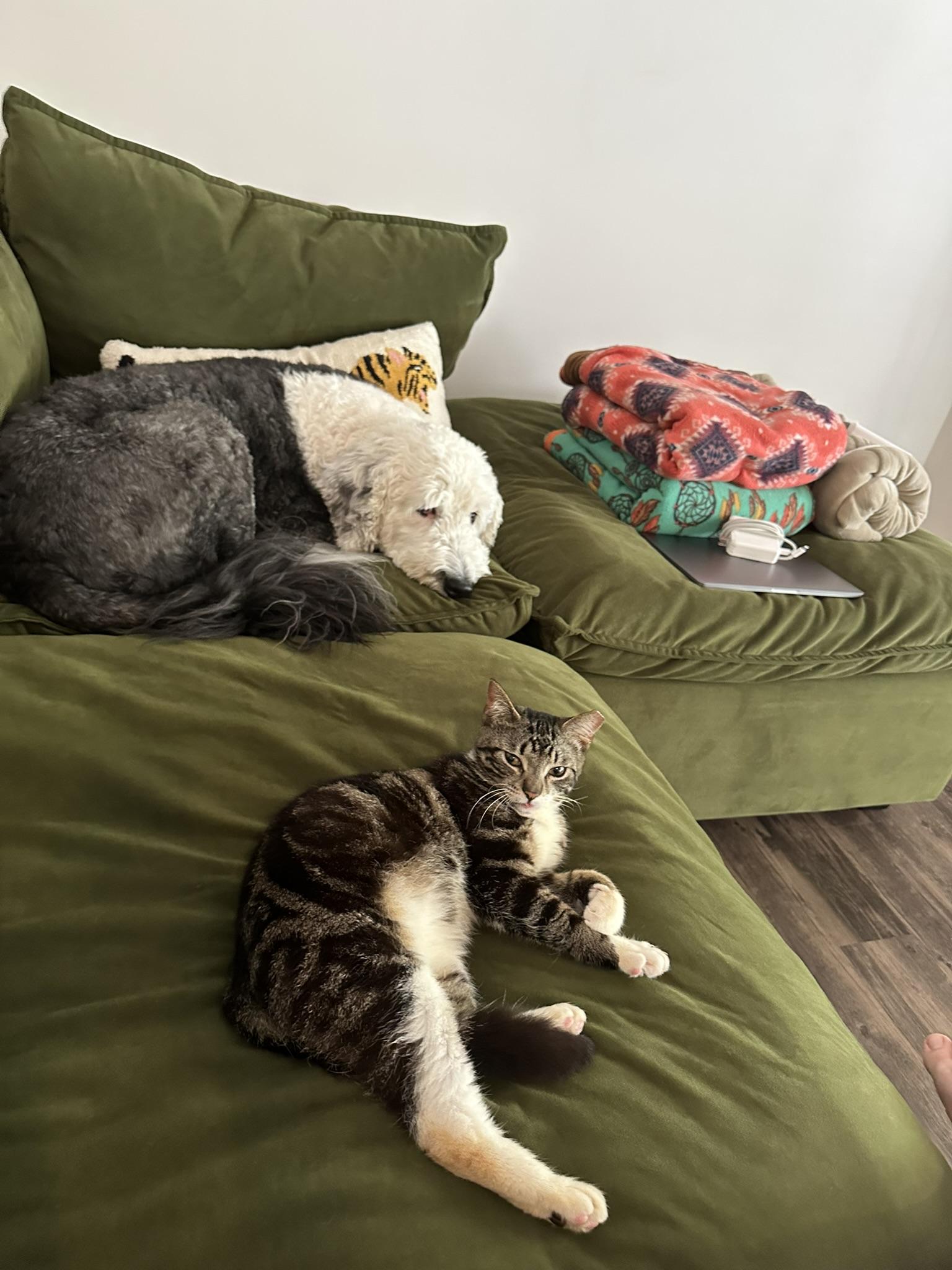 Enlarge Burger, a Adoptable Domestic Short Hair in Davidson, NC image 3/4