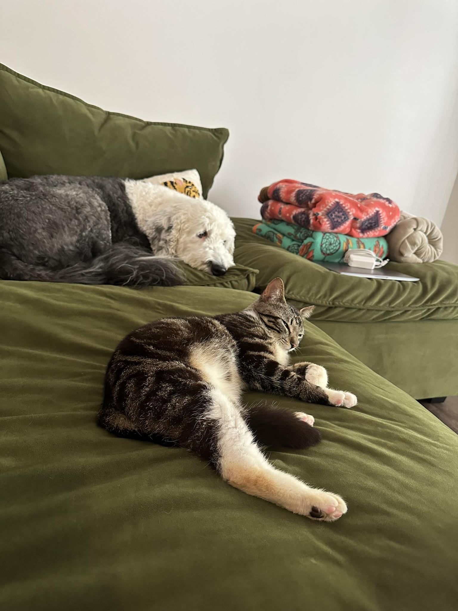 Enlarge Burger, a Adoptable Domestic Short Hair in Davidson, NC image 4/4