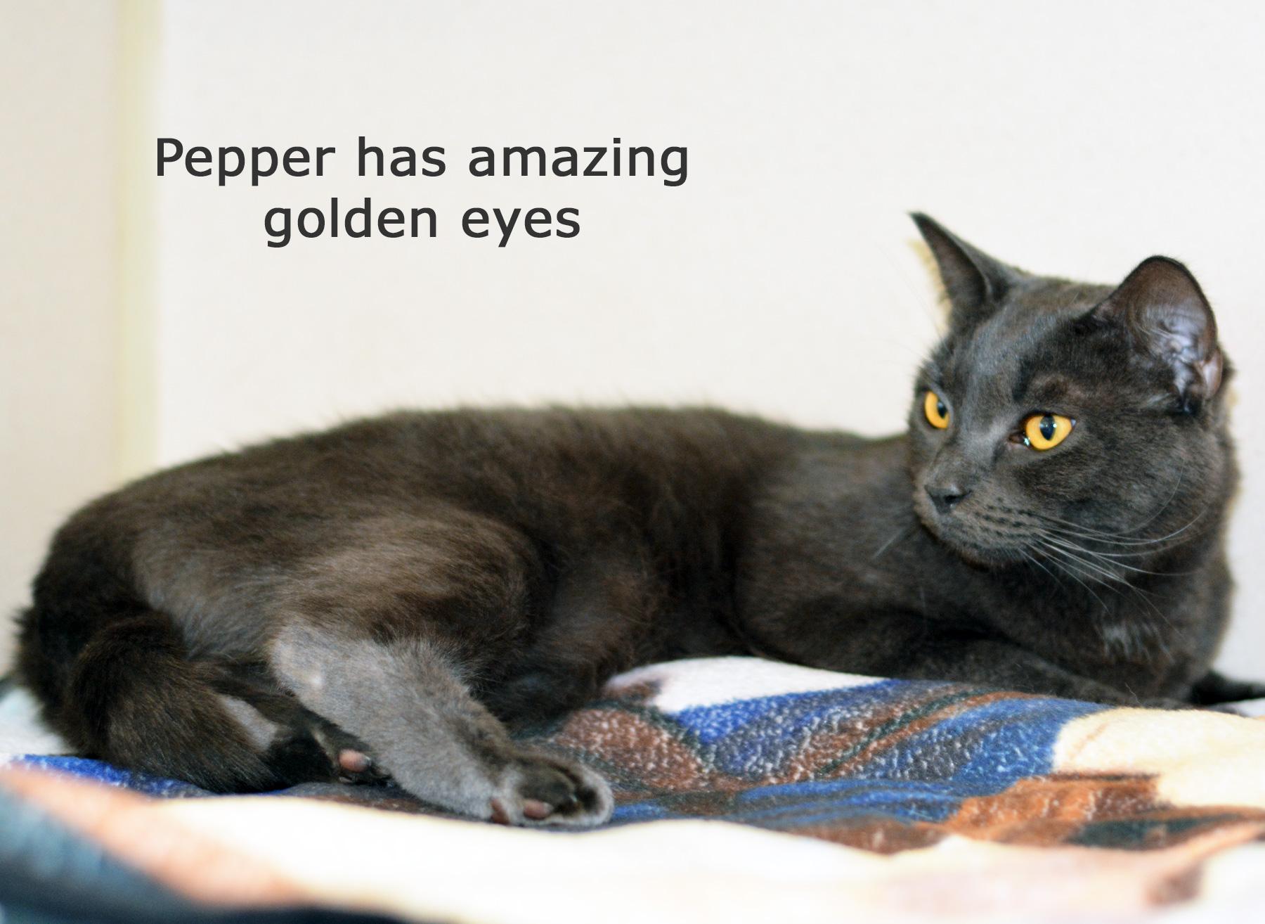 Enlarge PEPPER-NO ADOPTION FEE, a Adoptable Domestic Medium Hair in San Clemente, CA image 1/1