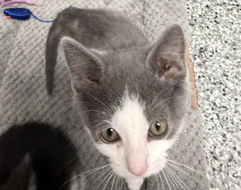 Audrey, adopted, Kitten Female Domestic Short Hair.