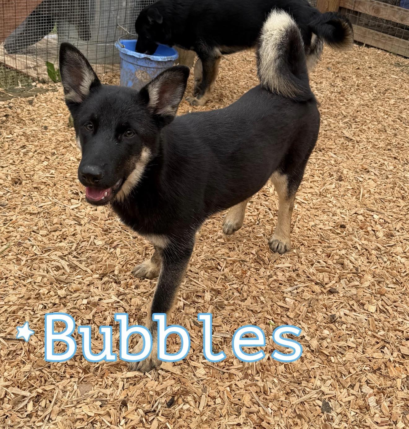 Bubbles, ADOPTABLE, Young Female German Shepherd Dog & Husky.