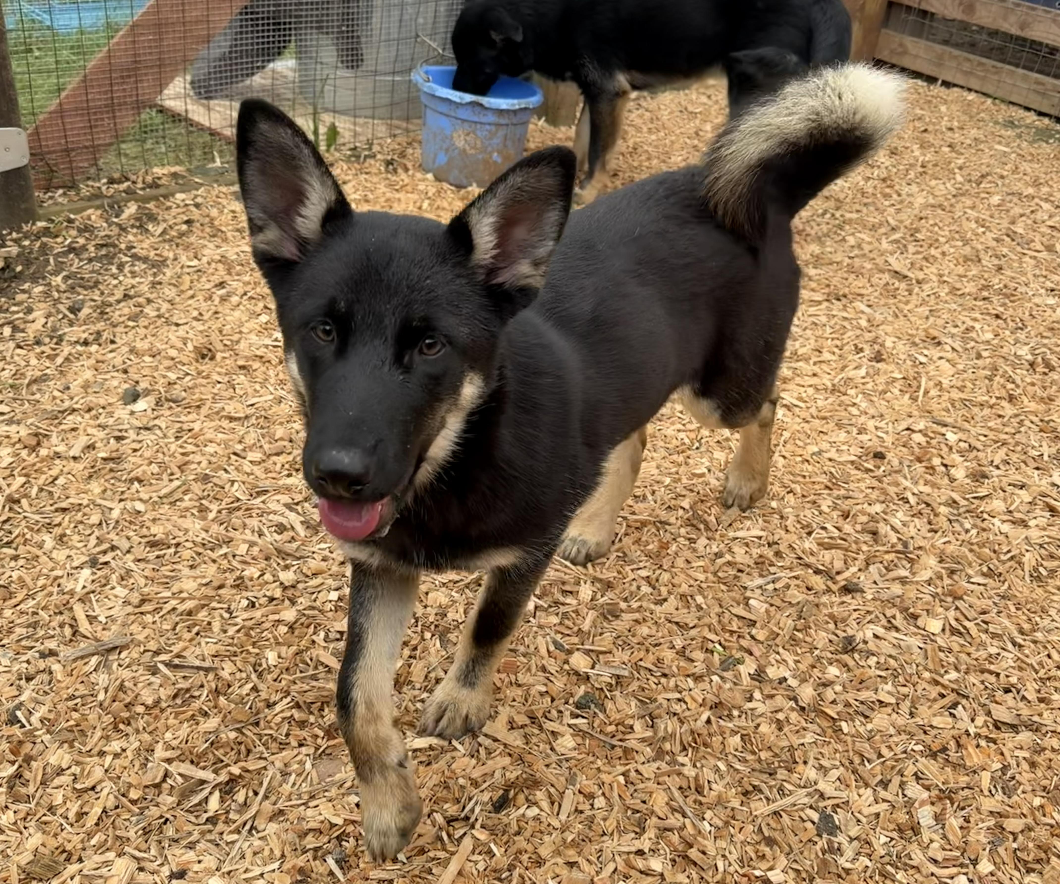 Enlarge Bubbles, a ADOPTABLE mixed breed in stockton, CA image 3/4