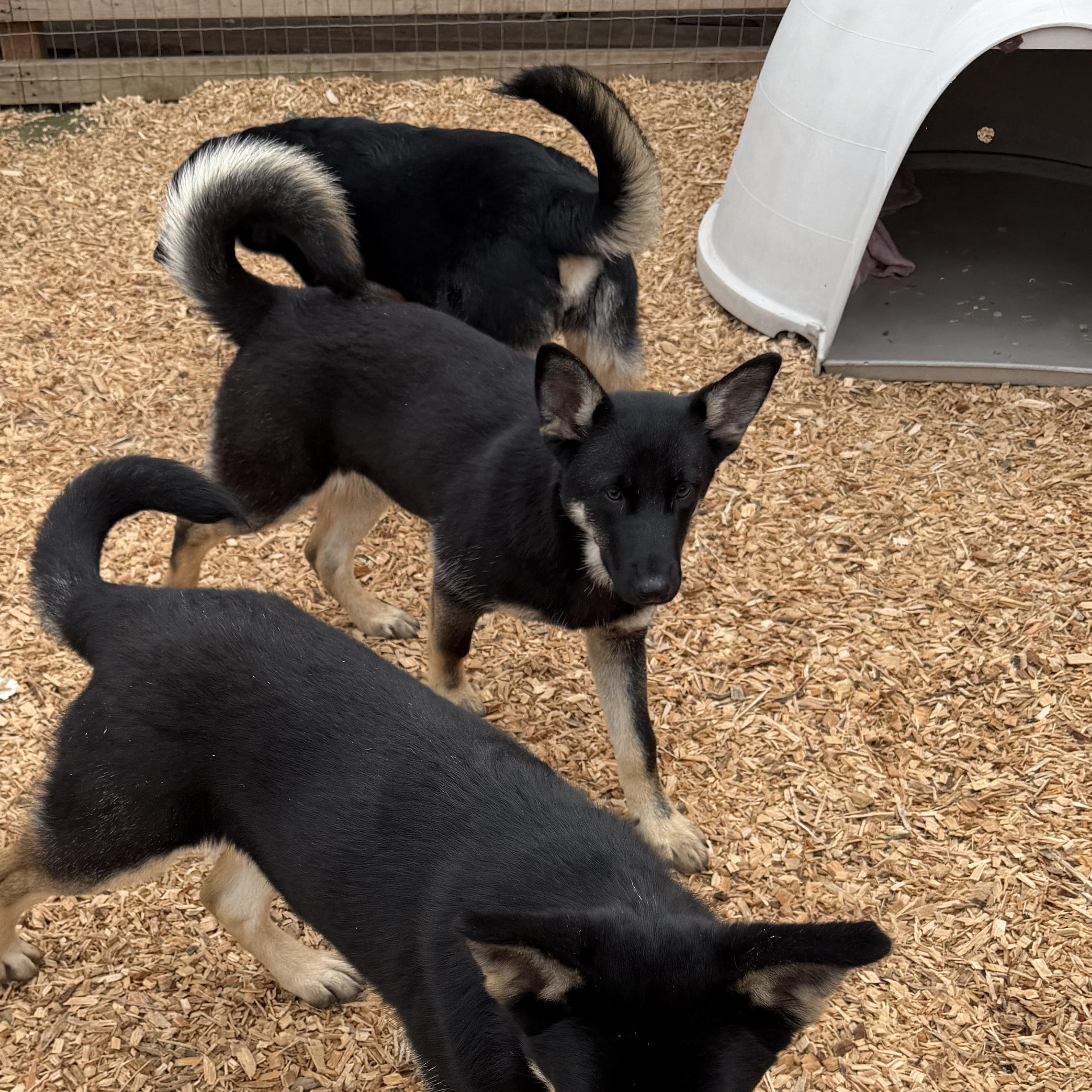 Enlarge Bubbles, a ADOPTABLE mixed breed in stockton, CA image 2/4