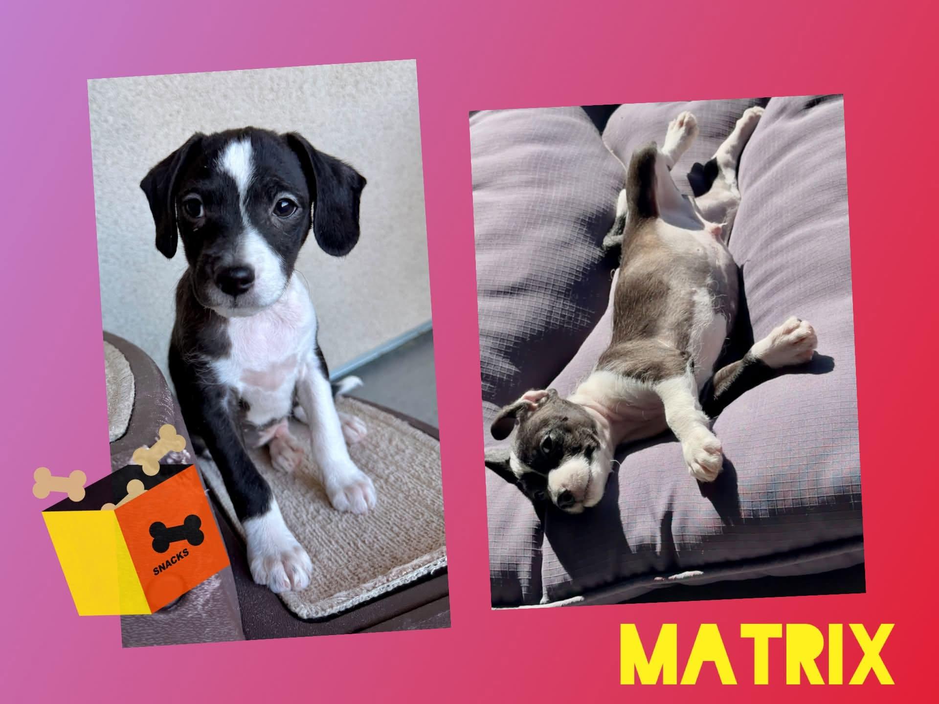 Enlarge Matrix, a Adoptable Mixed Breed in Chino valley, AZ image 1/1