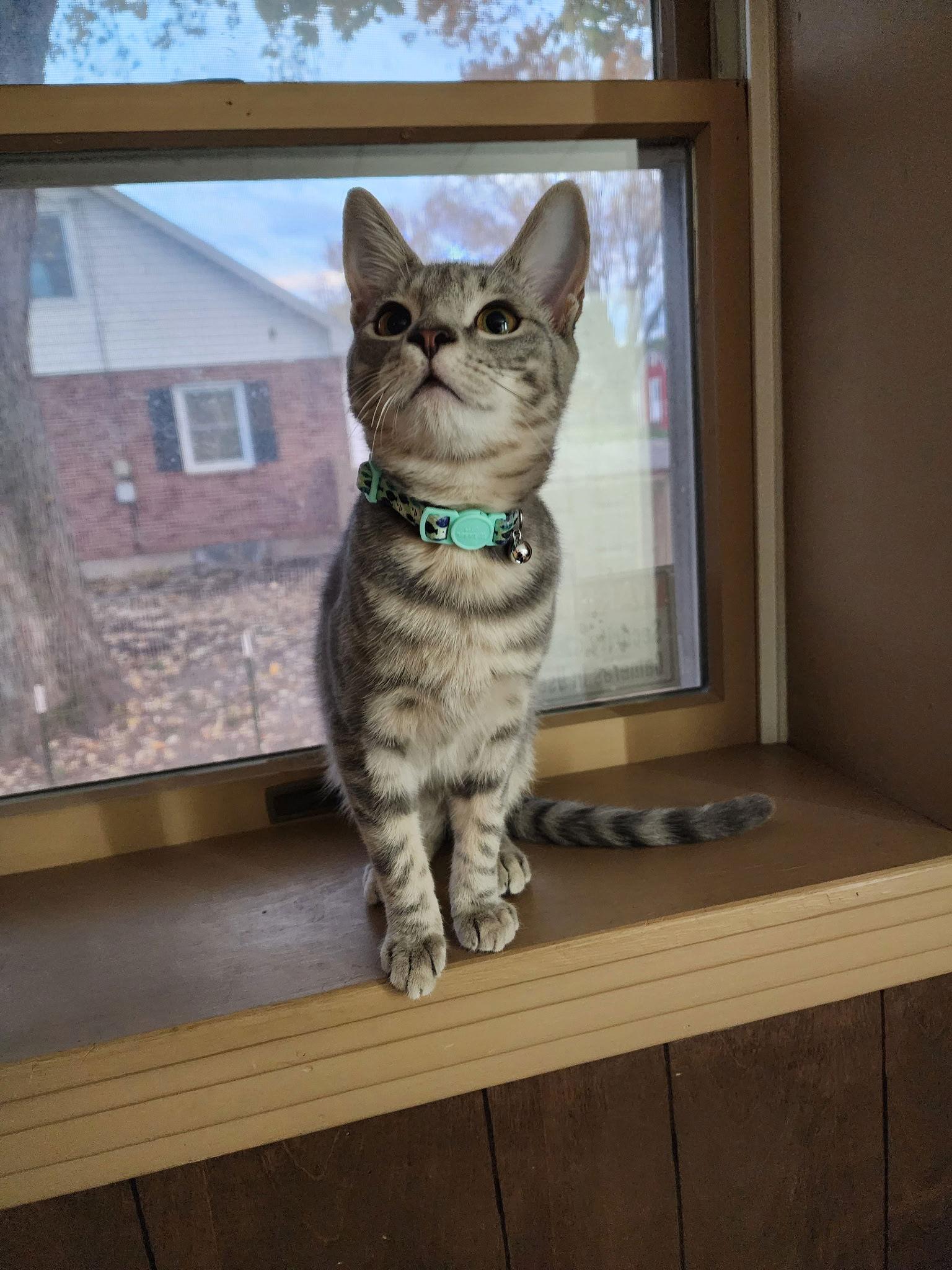 Dora ( dog friendly kitten), Adoptable, Young Female Domestic Short Hair.