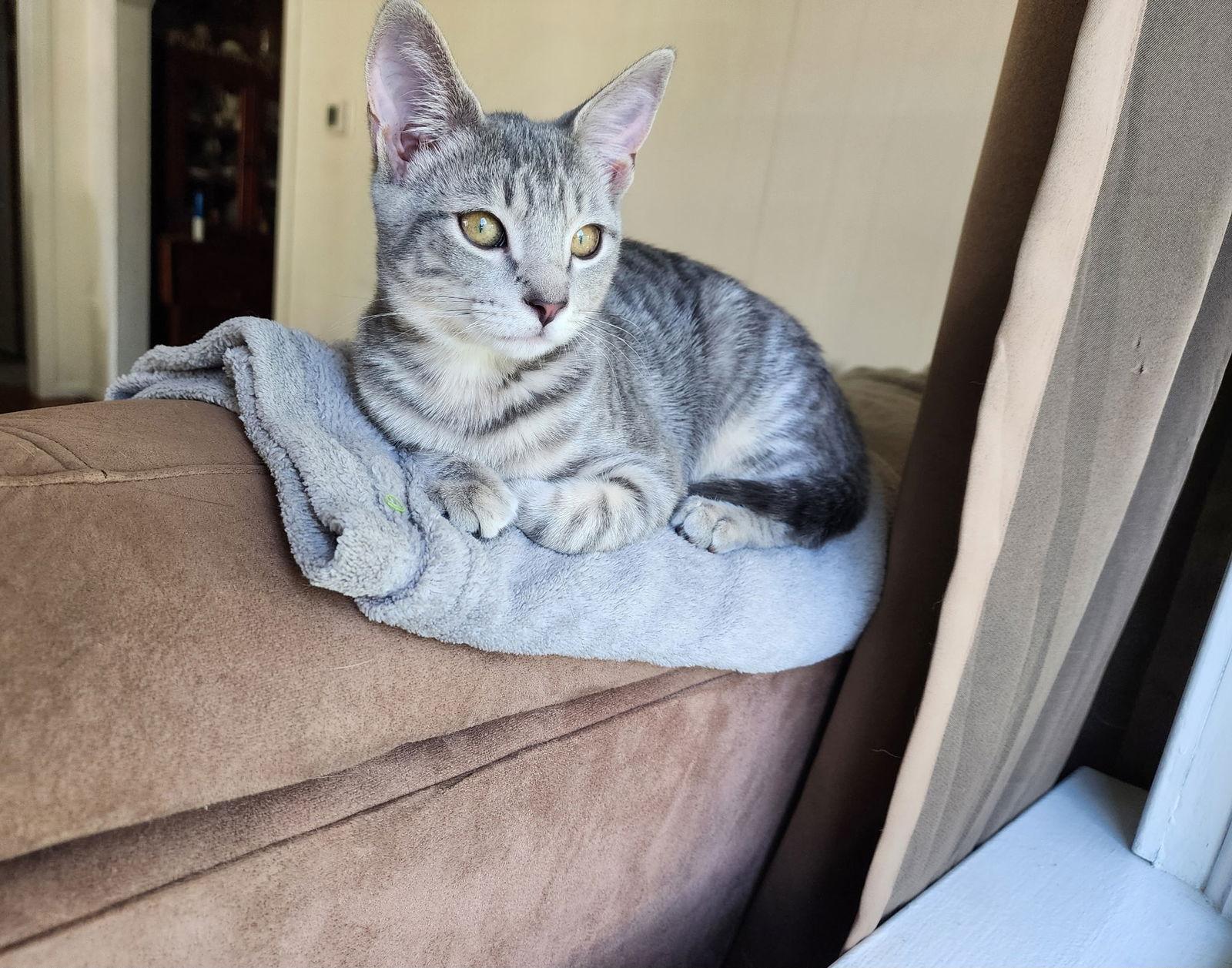 Enlarge Dora ( dog friendly kitten), a Adoptable Domestic Short Hair in Harrisburg, PA image 2/3