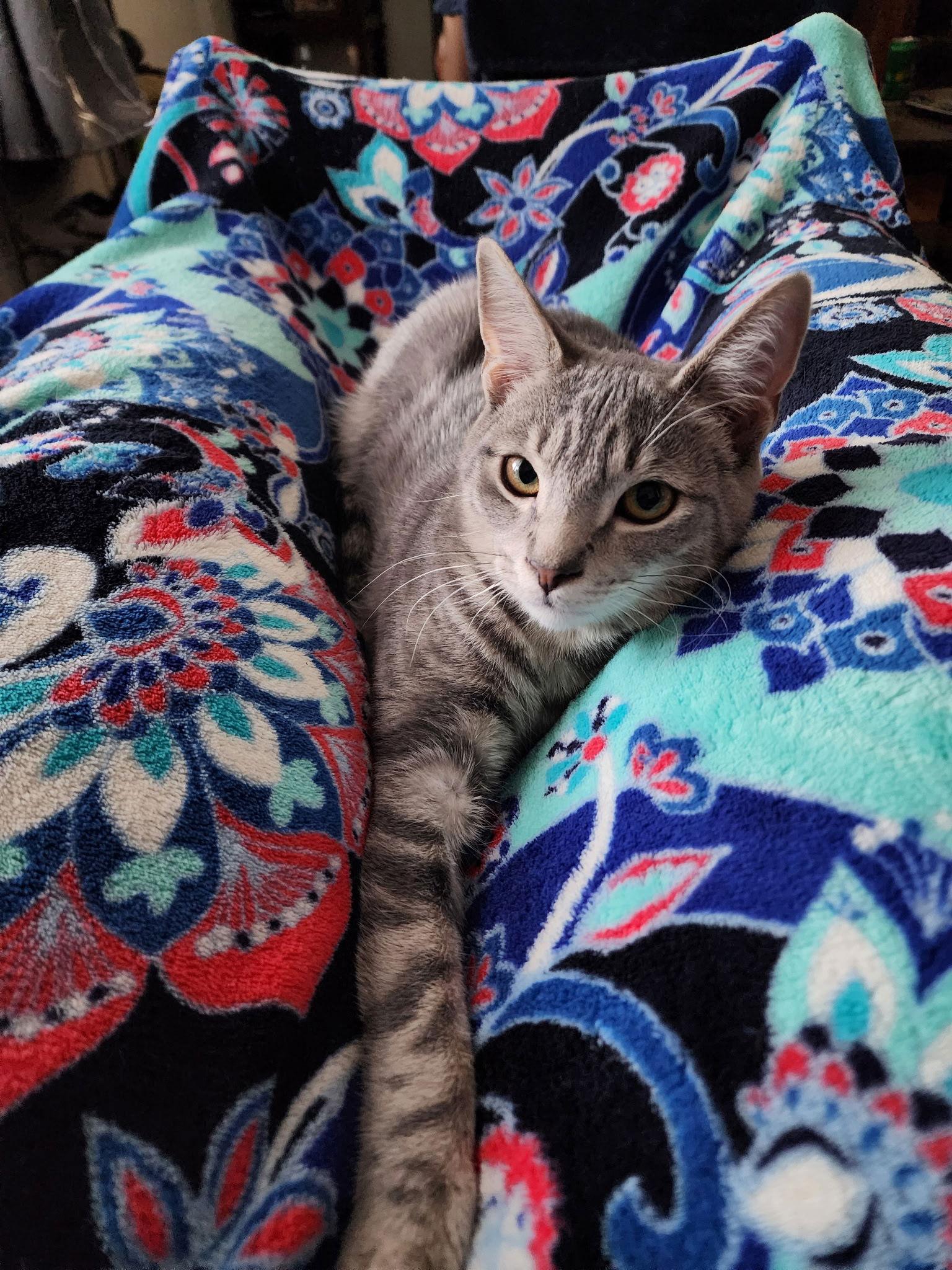 Enlarge Dora ( dog friendly kitten), a Adoptable Domestic Short Hair in Harrisburg, PA image 3/3