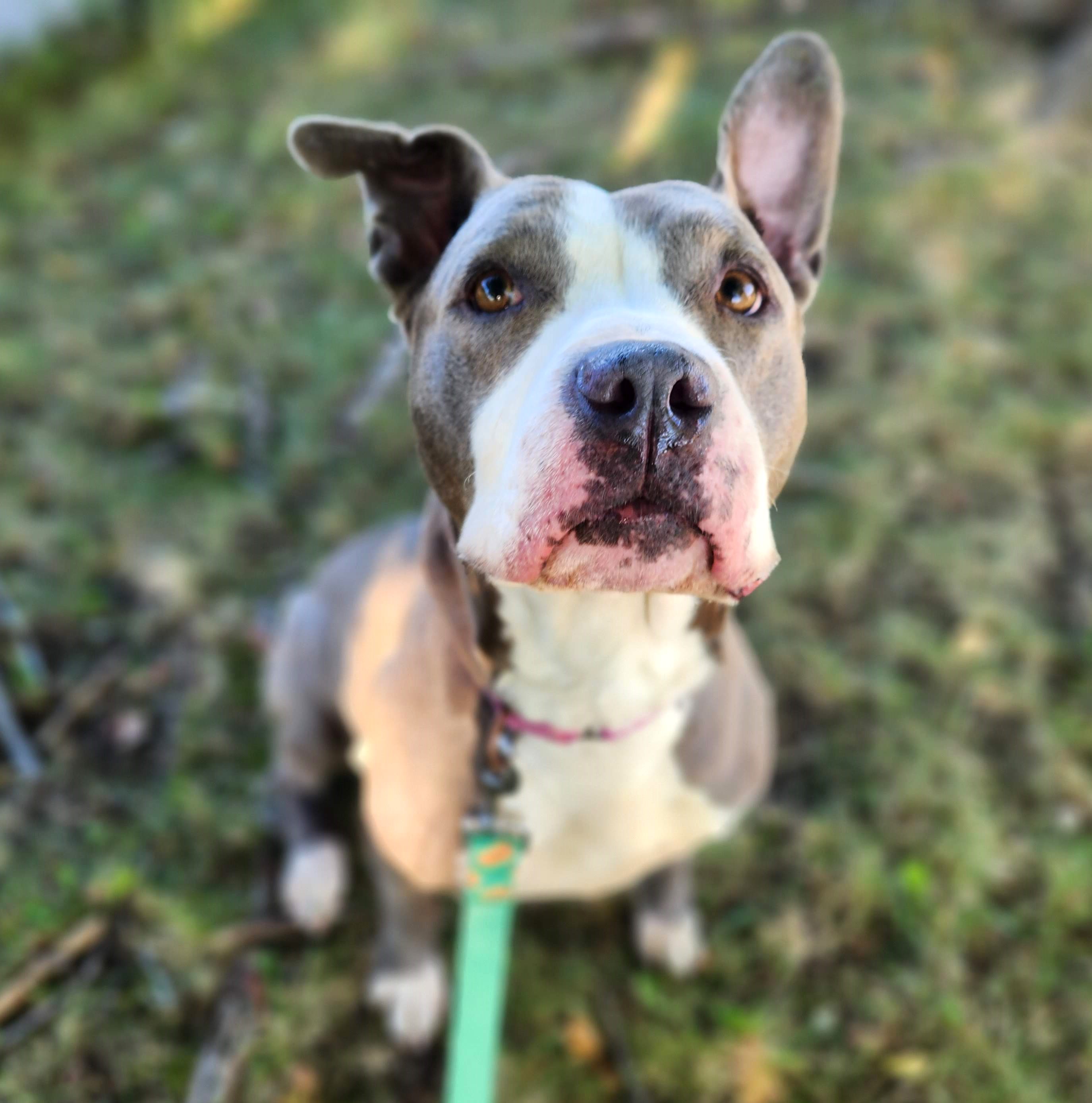 *Tova, an adoptable Pit Bull Terrier in Minneapolis, MN, 55411 | Photo Image 1