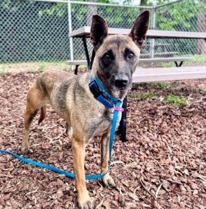 Enlarge Luna, a Adoptable Belgian Shepherd / Malinois in Vancouver, WA image 1/1
