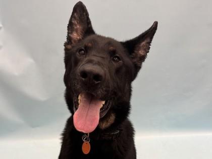 Enlarge Rocky, a Adoptable mixed breed in Golden Valley, MN image 1/1