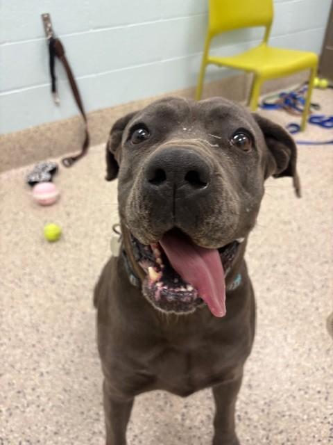 MARLA HOOCH, Adoptable, Adult Female Mastiff & Mixed Breed.