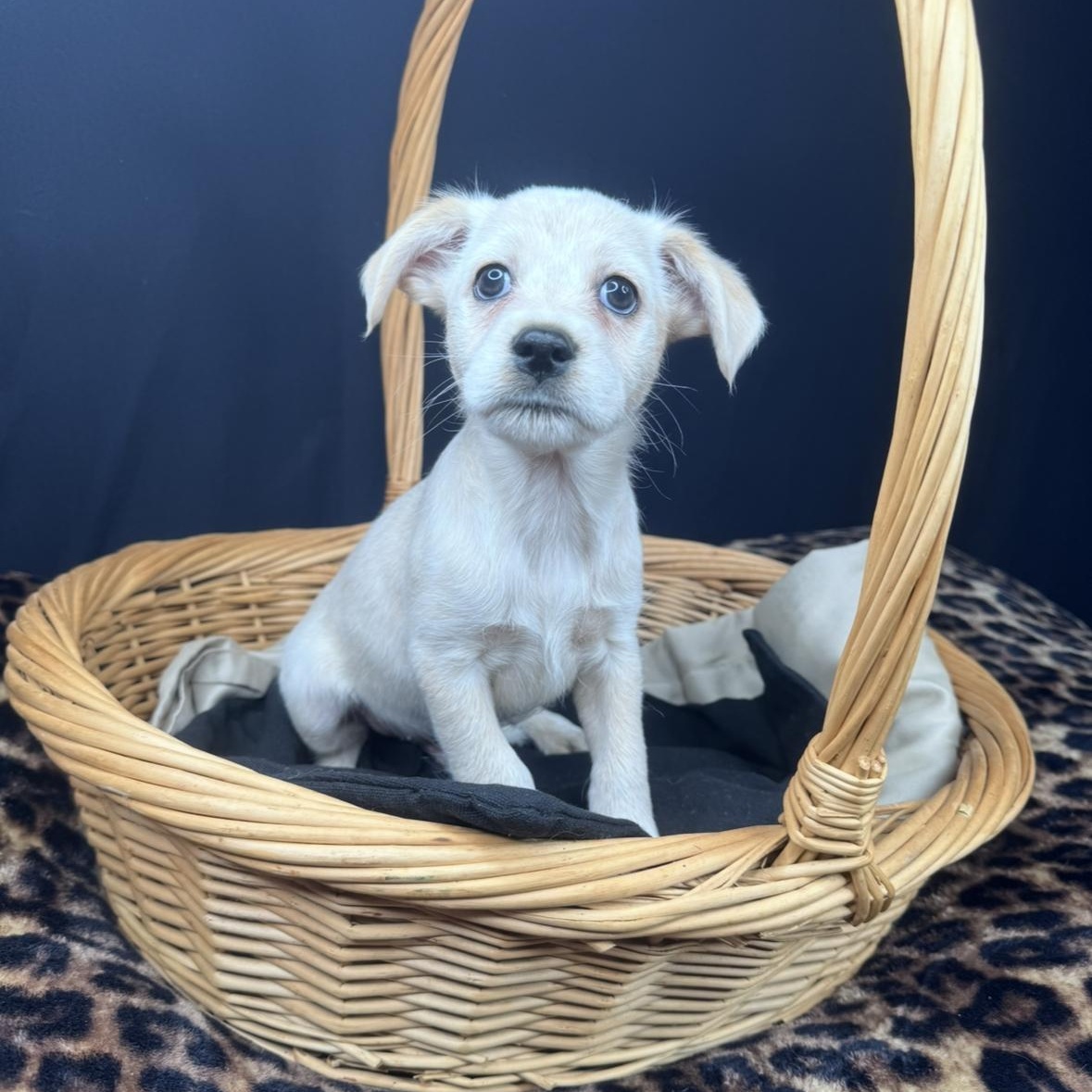 Wiley, a Adoptable mixed breed in Fond Du Lac, WI image 4/6