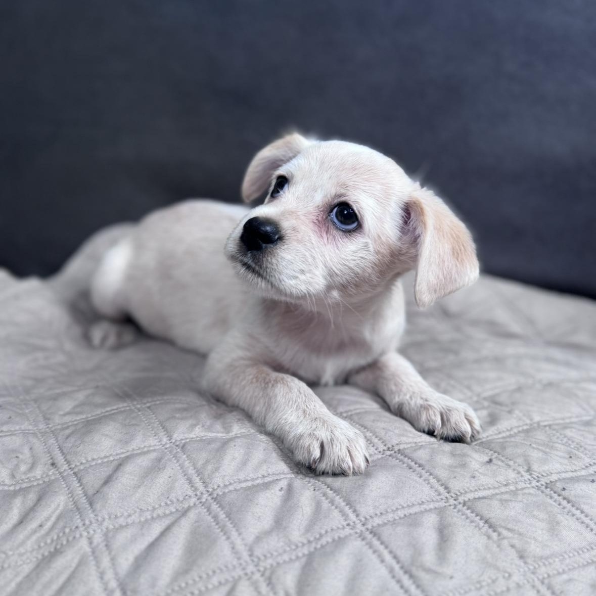 Wiley, a Adoptable mixed breed in Fond Du Lac, WI image 5/6
