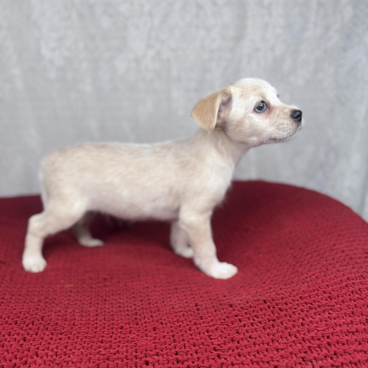 Wiley, a Adoptable mixed breed in Fond Du Lac, WI image 2/6