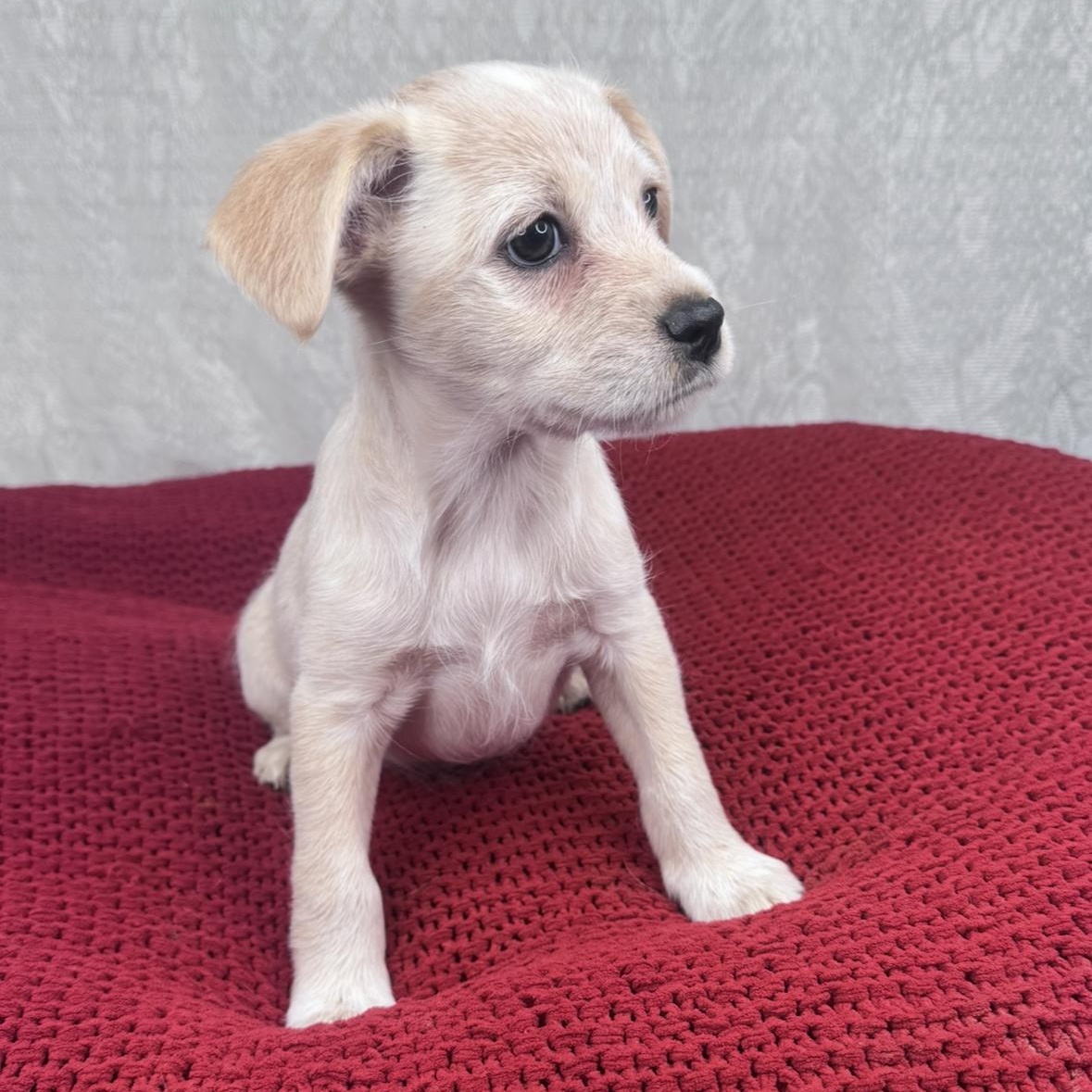 Wiley, a Adoptable mixed breed in Fond Du Lac, WI image 1/6