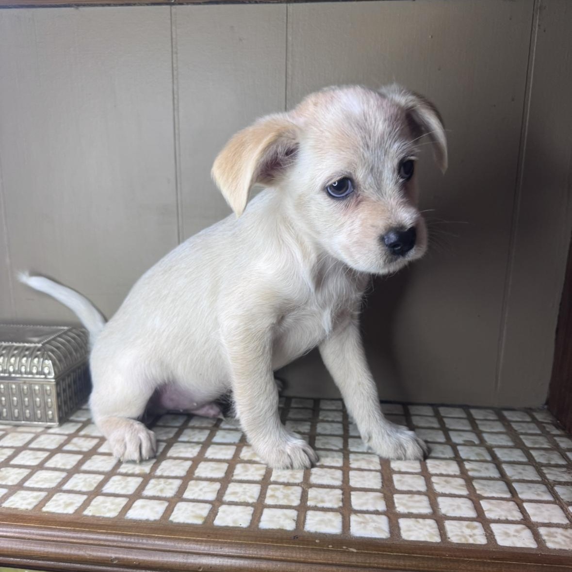 Wiley, a Adoptable mixed breed in Fond Du Lac, WI image 6/6
