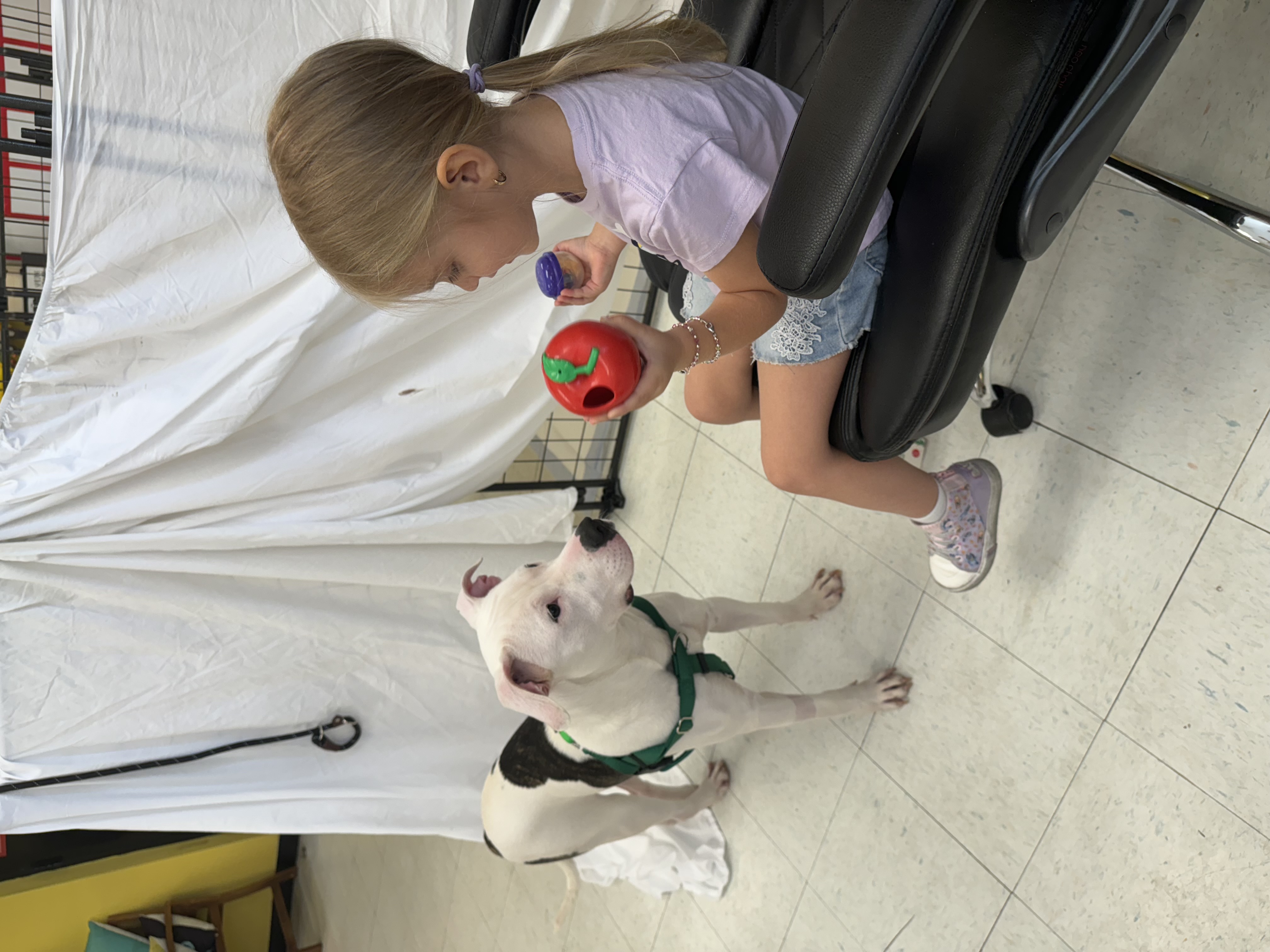 Scout A2544312, Adopted, Young Male Mixed Breed.